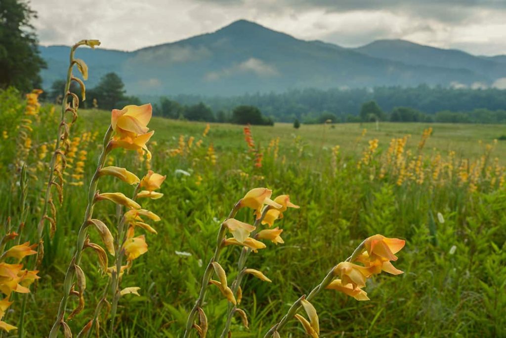 Smoky Mountains Wildflowers.jpg