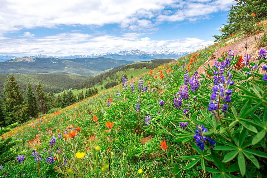 Shrine Pass Colorado Wildflowers.jpg