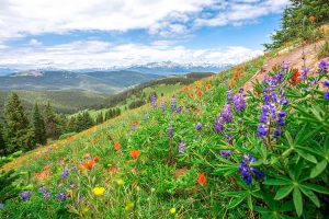 Shrine Pass Colorado Wildflowers.jpg